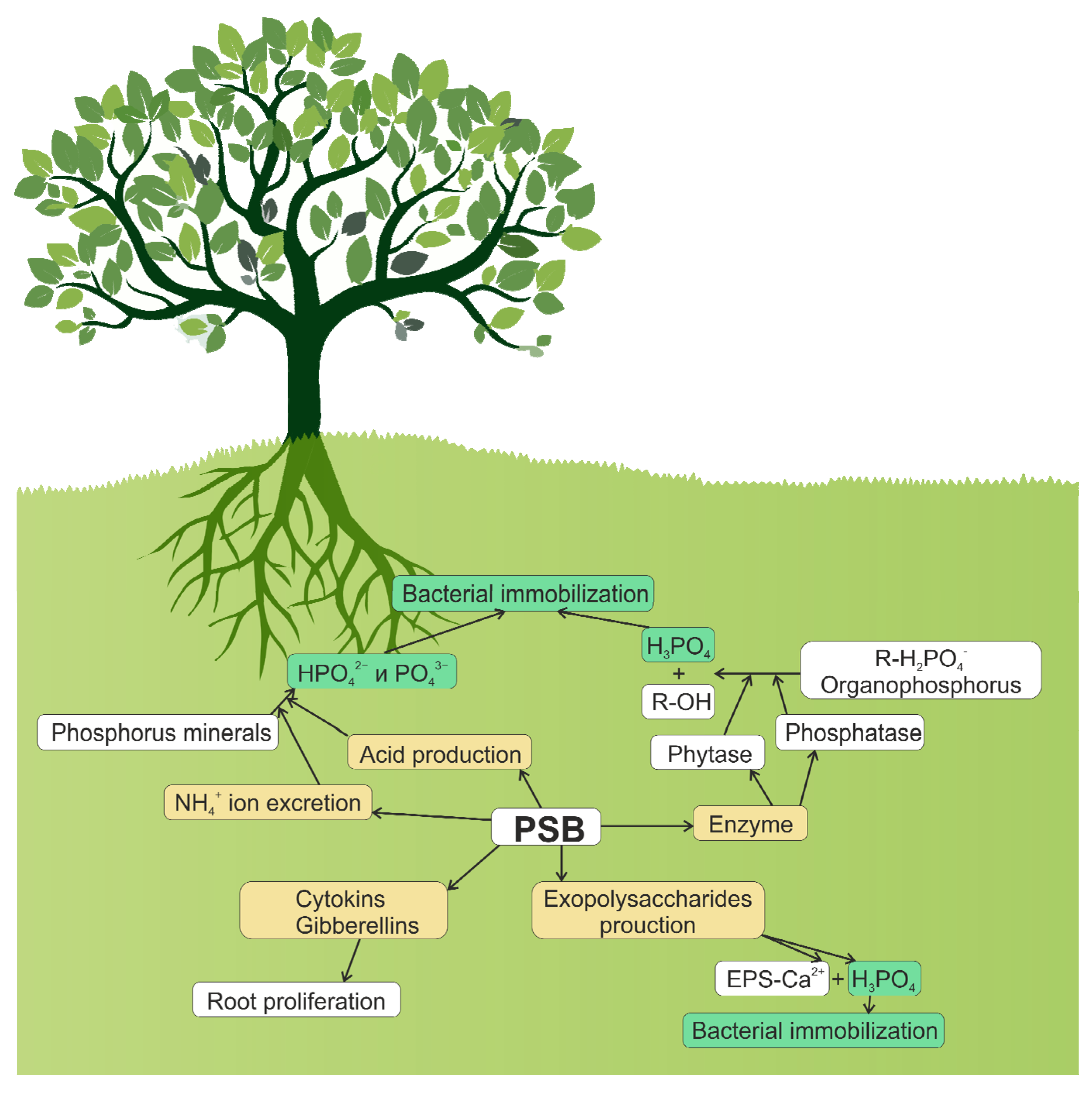 Phosphate Solubilizers